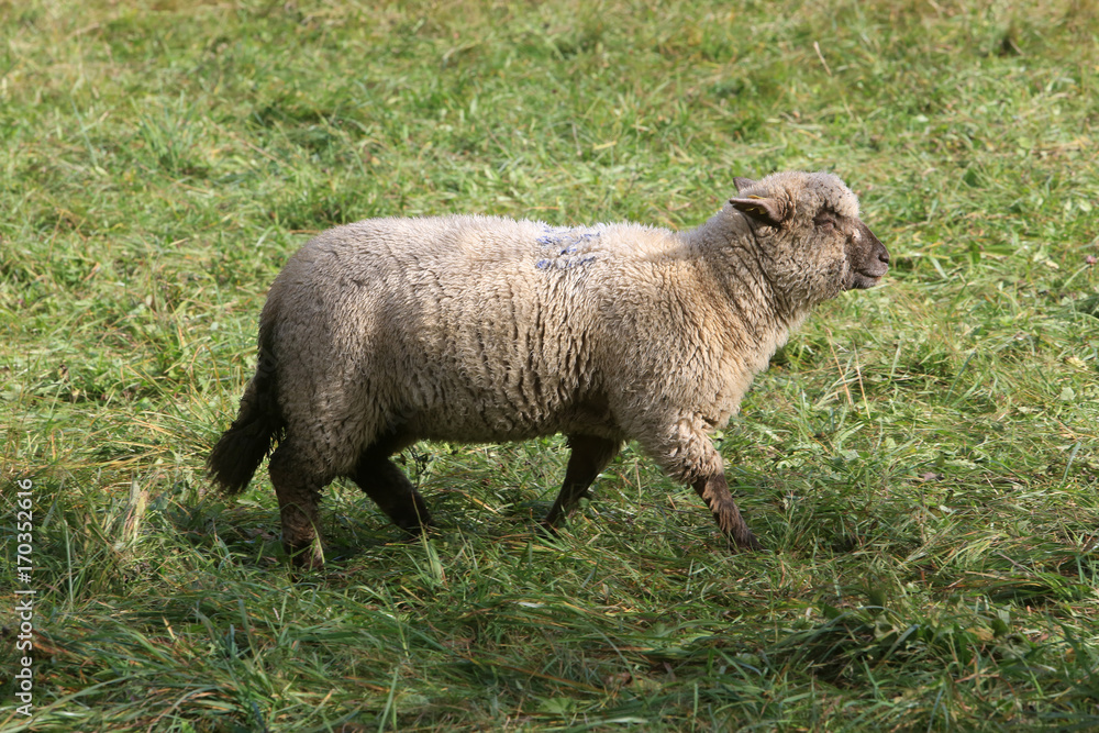 Obraz premium Mouton marchant dans un pré. Sheep.