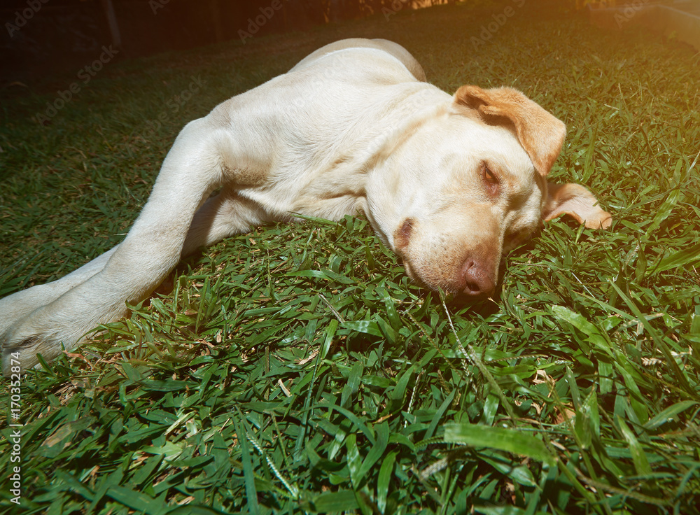 Lazy brown labrador lay on grass