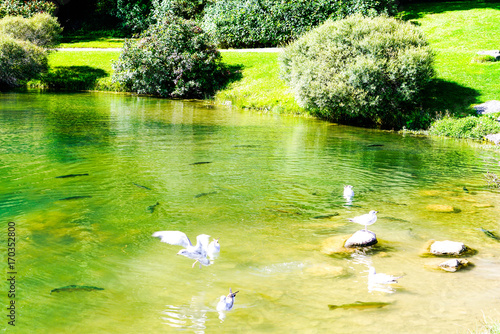 SeaGull in Flight
