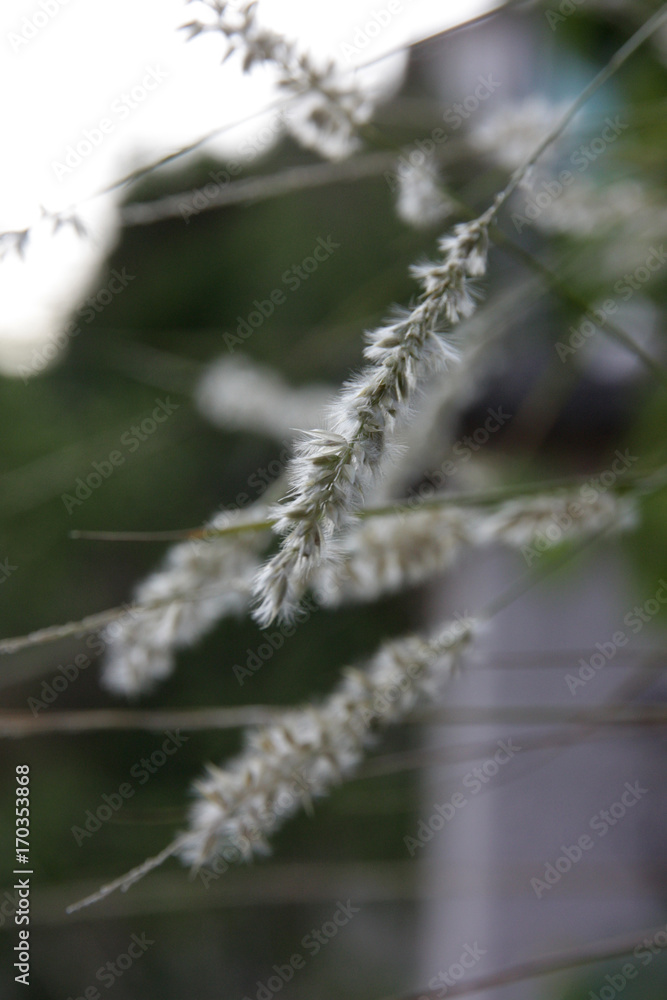 blooming grass in summer Apricale, Italy blooming grass in summer Apricale, Italy