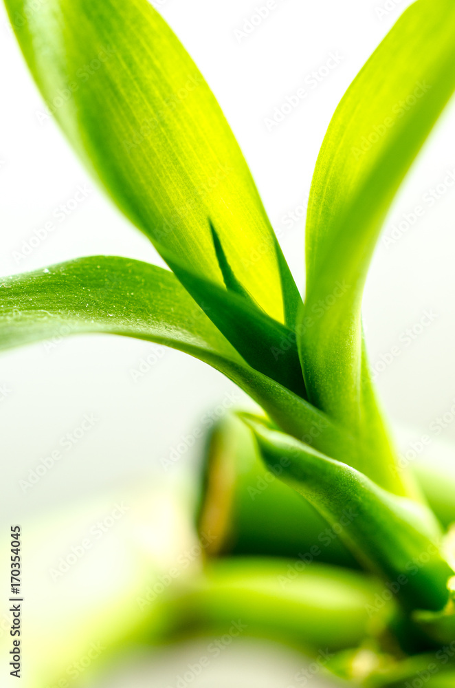 Fototapeta premium Bambus