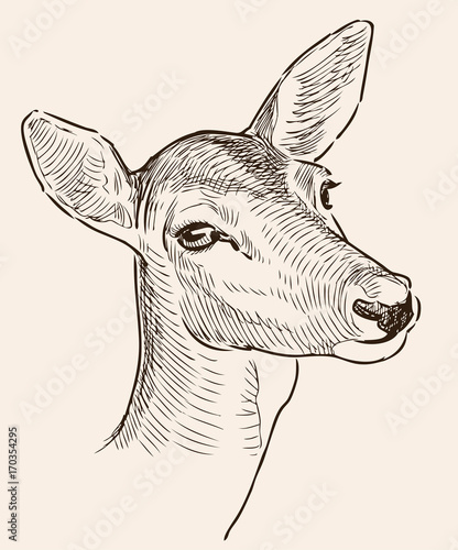 Head of a roe deer