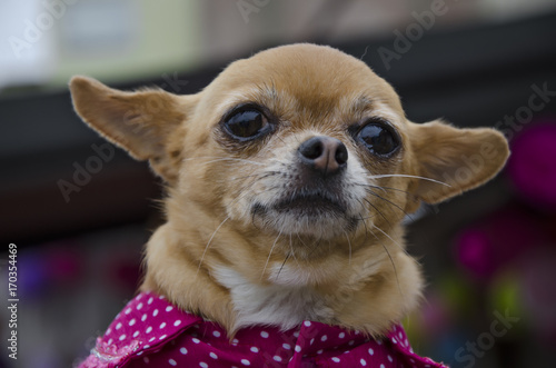 little chihuahua puppy