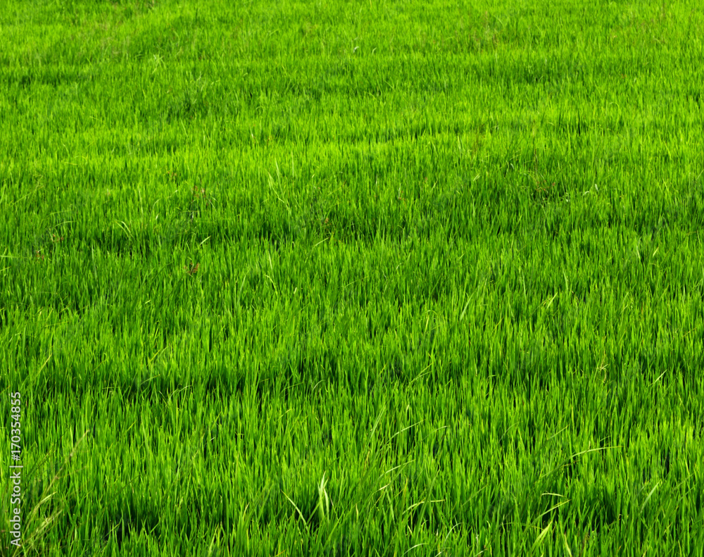 Rice green grass meadow