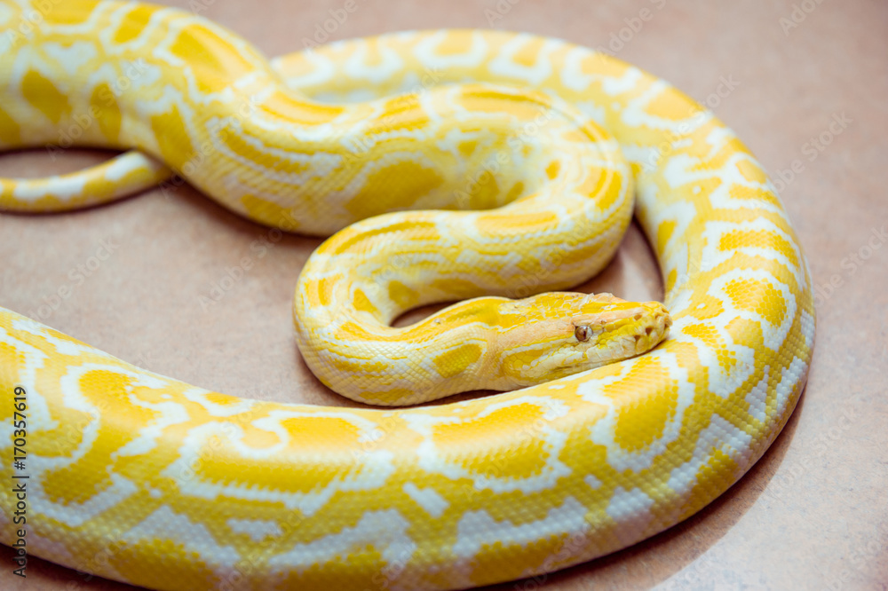 Fototapeta premium Gold Python,Reticulated python, Python reticulatus Albino snake with beautiful yellow texture. Exotic pet. Selective focus