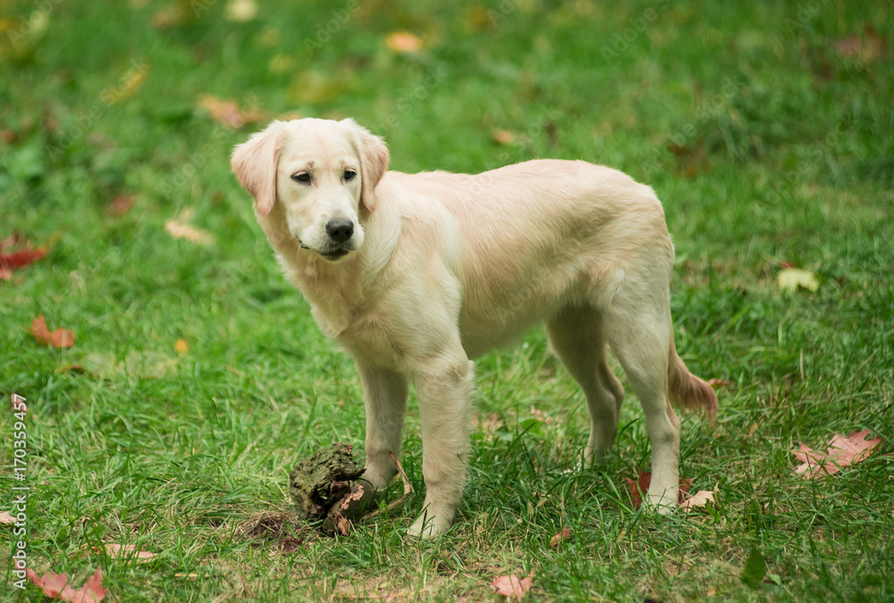 Golden Retriever in autumn. Autumn in park.