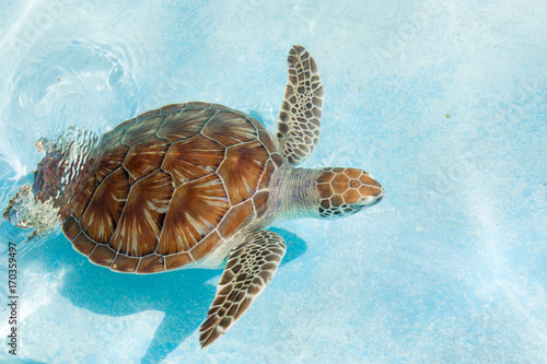 Green sea turtle. Close-up