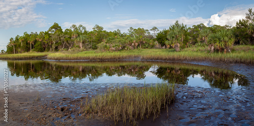 Canvas Print Panoramic view of the marshes on Florida's Gulf Coast with fiddler crabs