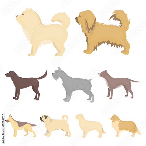 Dog breeds set icons in cartoon style. Big collection of dog breeds vector symbol stock illustration photo