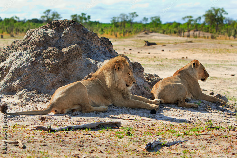 Fototapeta premium A lion and a lioness resting next to a termite mound after mating in Hwange, Zimbabwe