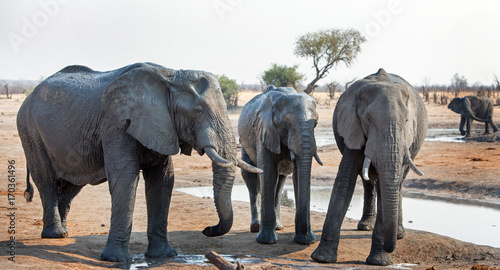 Elephants standing in front of a waterhole resting after having a drink in Hwange, Zimbabwe