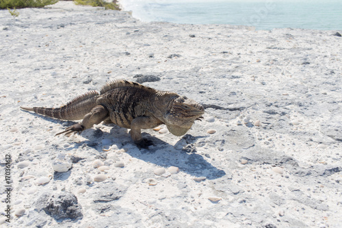 Single iguana on the stone beach