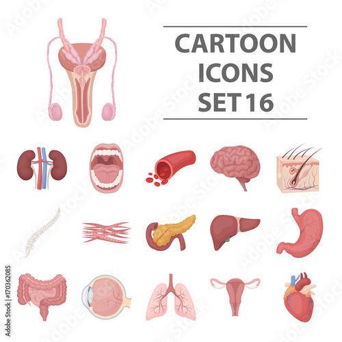 Organs set icons in cartoon style. Big collection of organs vector illustration symbol.