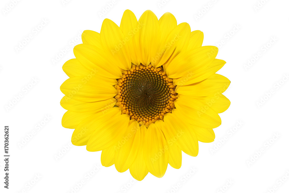 Sonnenblume auf weissem Hintergrund Sonnenblume auf weissem Hintergrund
