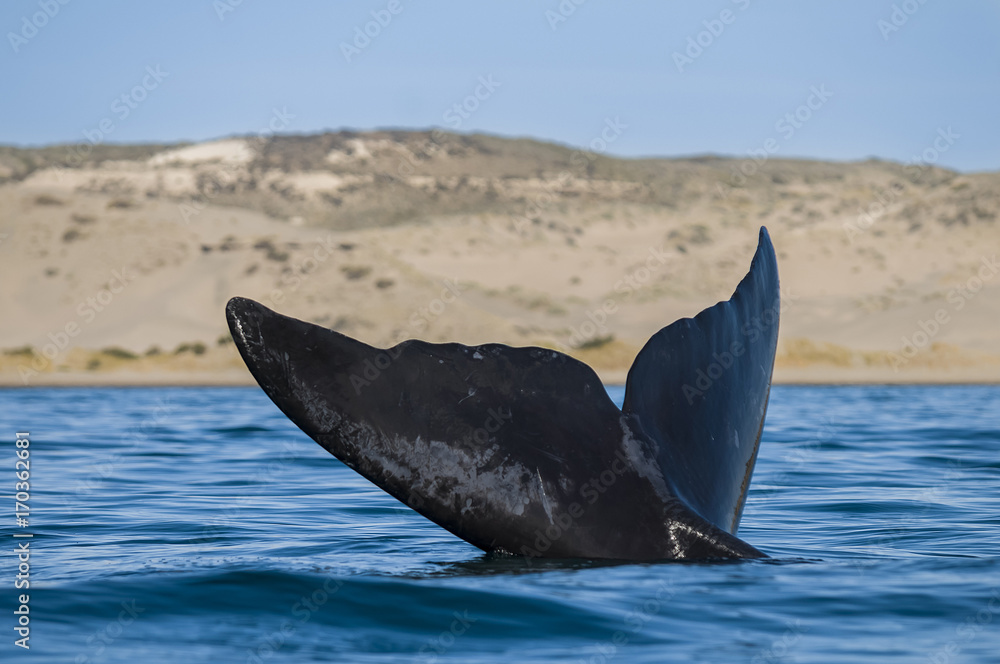 Fototapeta premium Whale Patagonia Argentina