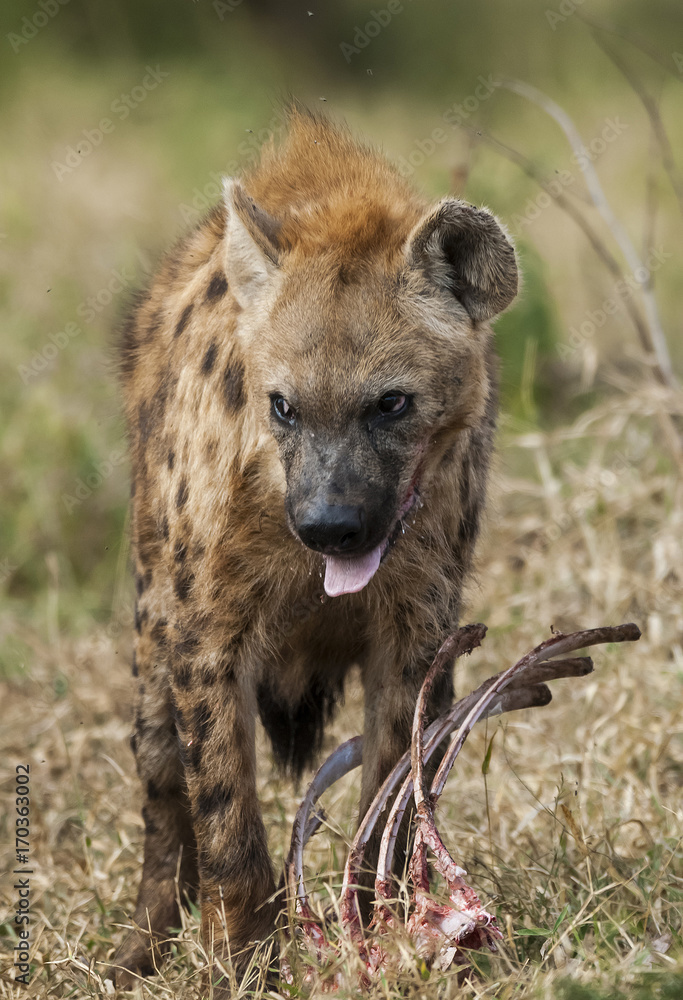 Hyena South Africa Hyena South Africa