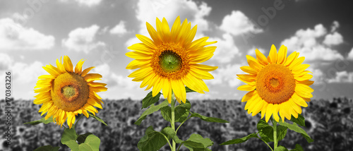 Fototapeta Naklejka Na Ścianę i Meble -  Wunderschöne Sonnenblumen