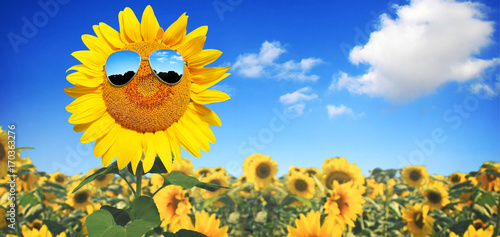 Fototapeta Naklejka Na Ścianę i Meble -  Sonnenblume mit Sonnenbrille
