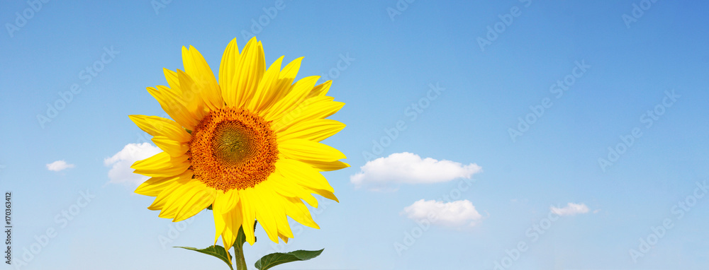Wunderschöne Sonnenblume Wunderschöne Sonnenblume
