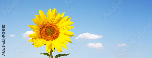 Wundersch  ne Sonnenblume