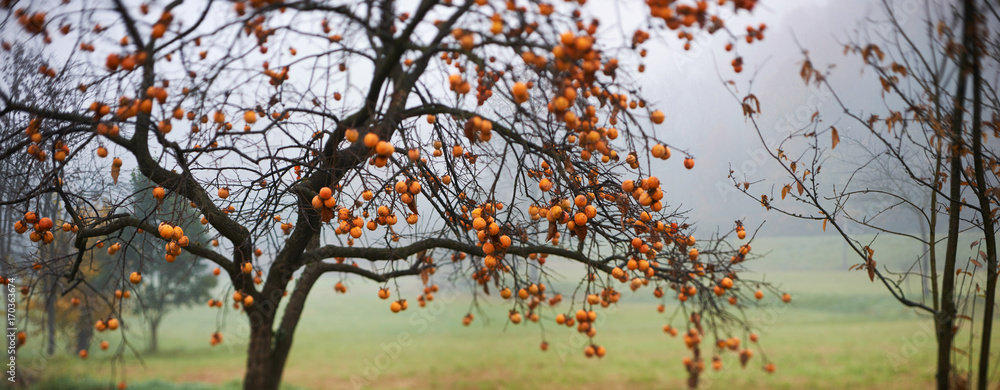Εκτύπωση καμβά Overview of a persimmon tree, intentionally blurred