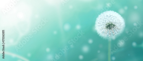 Fototapeta Naklejka Na Ścianę i Meble -  Schöne Pusteblume