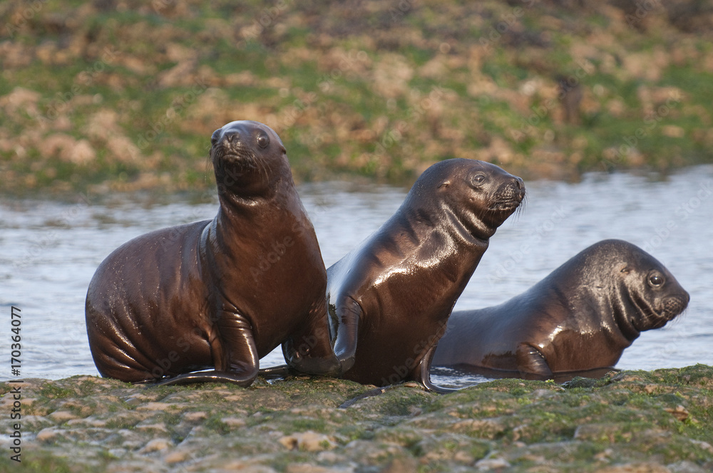Fototapeta premium Sea Lion baby