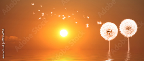 Fototapeta Naklejka Na Ścianę i Meble -  Schöne Pusteblumen beim Sonnenuntergang