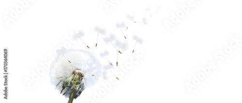 Fototapeta Naklejka Na Ścianę i Meble -  Schöne Pusteblume freigestellt