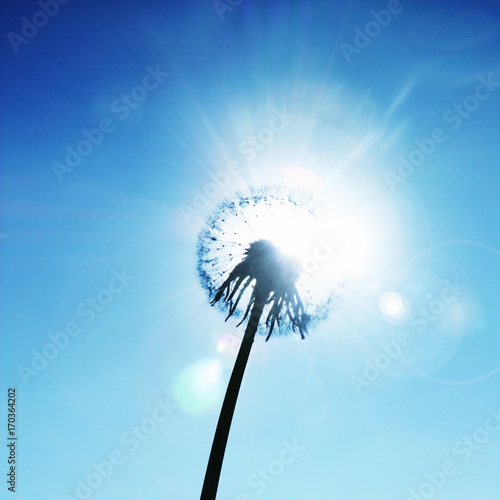Fototapeta Naklejka Na Ścianę i Meble -  Schöne Pusteblume