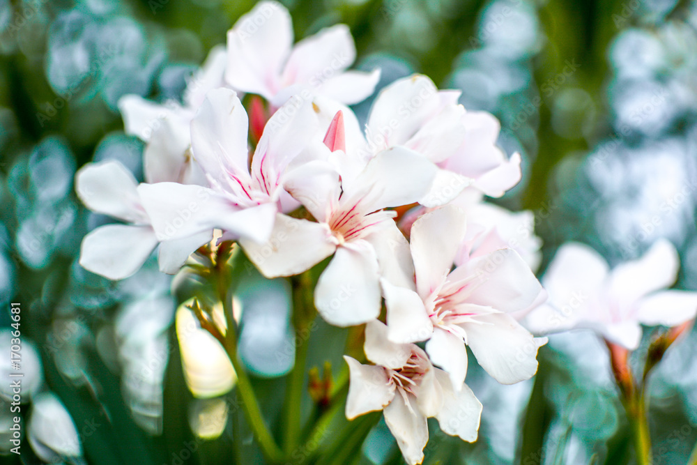 Flower Flower