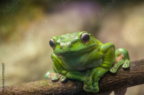 A green frog on a branch closeup
