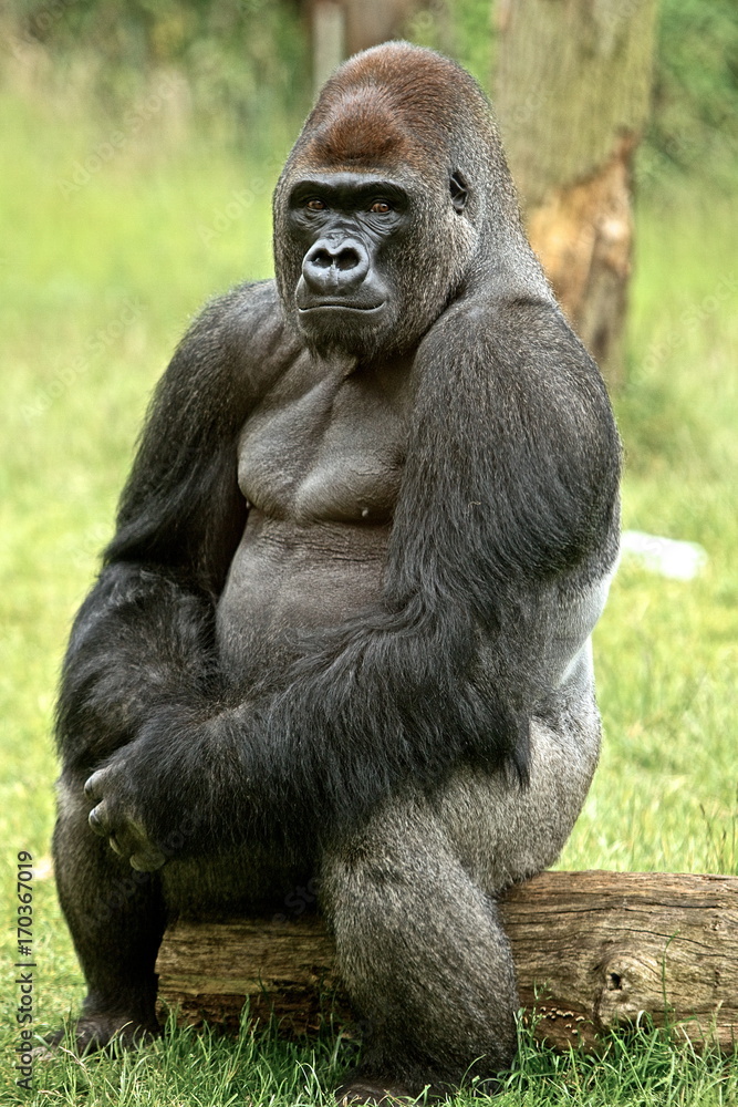 Large Silverback Western Lowland Gorilla sitting posing on a log, while looking directly into camera Large Silverback Western Lowland Gorilla sitting posing on a log, while looking directly into camera