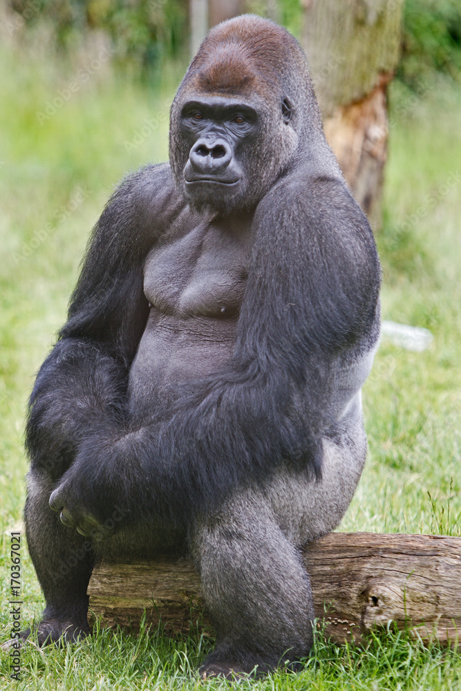 Silverback Western Lowland Gorilla sitting posing while sitting on a log Silverback Western Lowland Gorilla sitting posing while sitting on a log