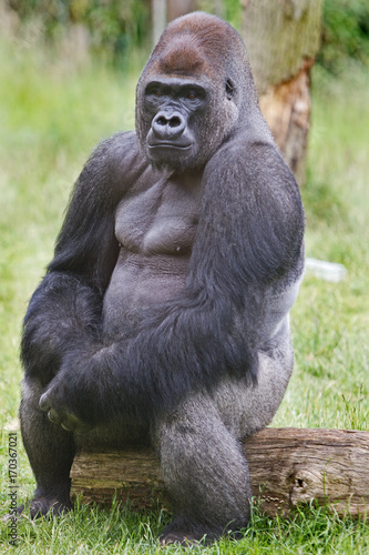 Silverback Western Lowland Gorilla sitting posing while sitting on a log