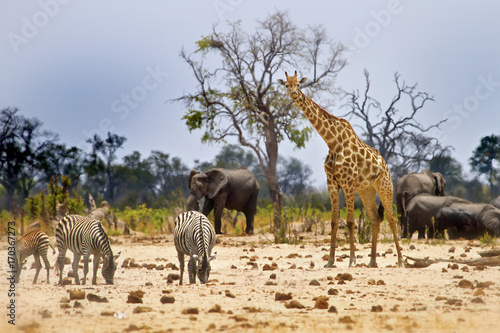 Fototapeta Naklejka Na Ścianę i Meble -  African wildlife scene with Giraffe, Zebra and Elephants on the plains in Hwange, zimbabwe