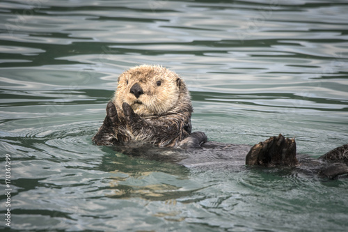 Sea Otter Applause II