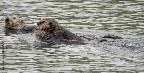 Sea Otter Mom and Baby