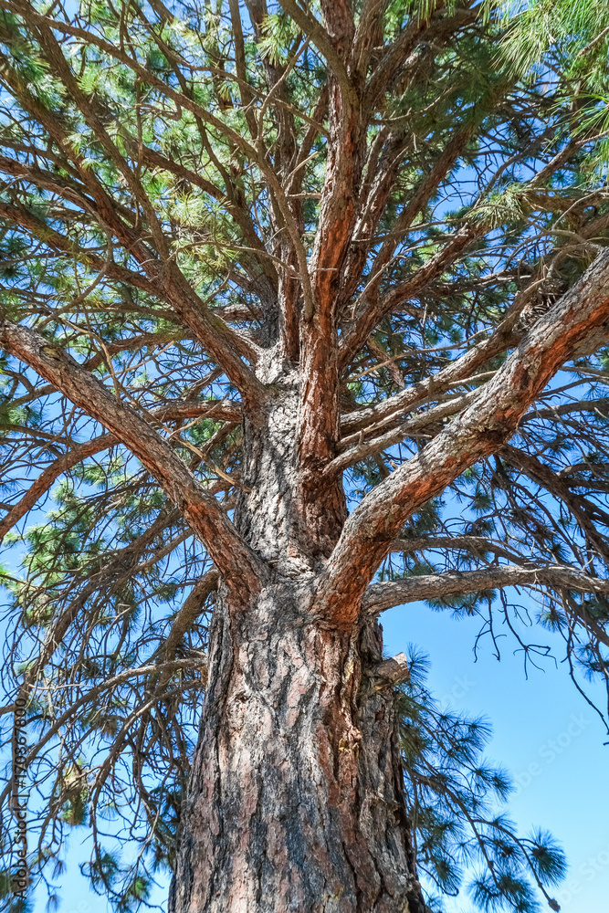 Pine tree stem and branches on blue sky background Pine tree stem and branches on blue sky background