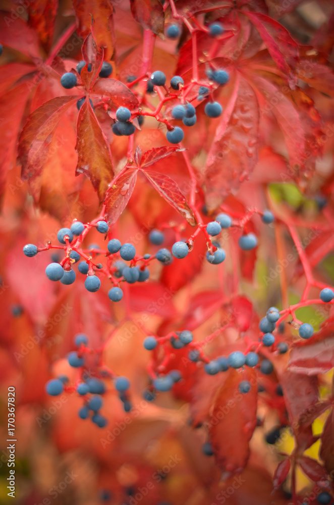 Colorful wild grapes in autumn