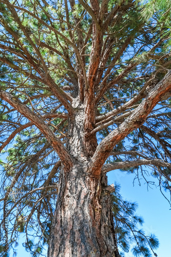 Pine tree stem and branches on blue sky background