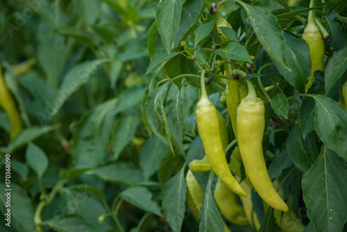 Banana Peppers on Plant