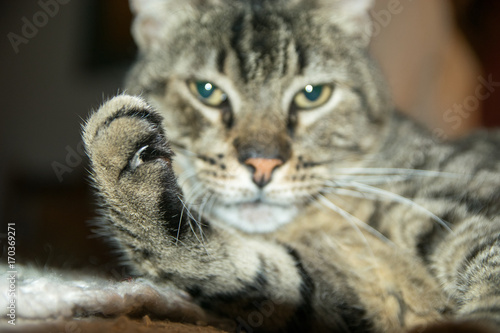 Cat showing claws photo