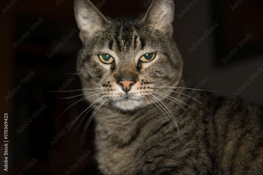 Portrait of a male cat in the dark