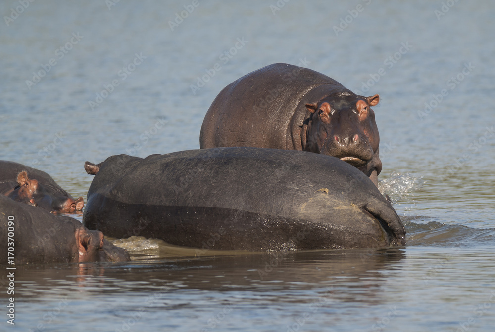 Fototapeta premium HIPPOPOTAMUS AMPHIBIUS, South Africa