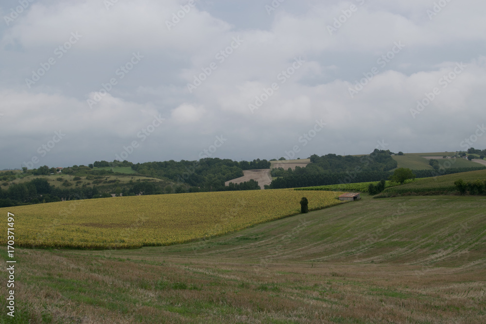 Naklejka premium French field