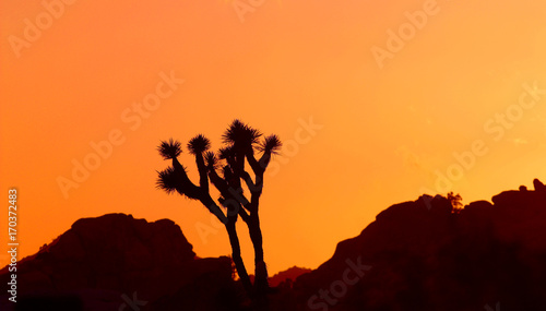 Sunset, Joshua Tree National Park, California, USA