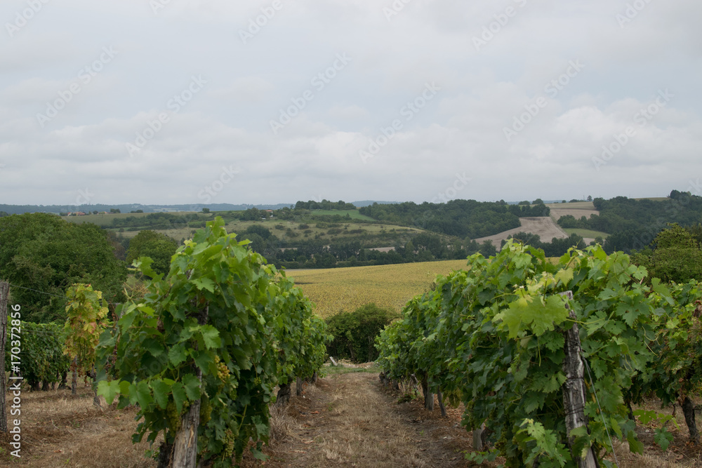 Fototapeta premium Vineyard 