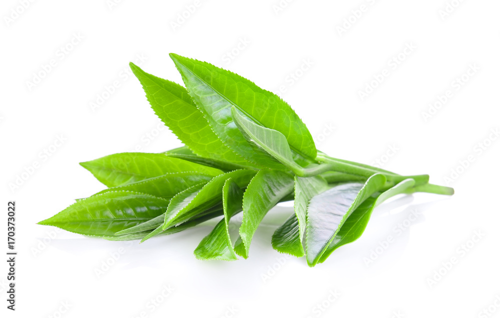 greentea leaf isolated on white background greentea leaf isolated on white background