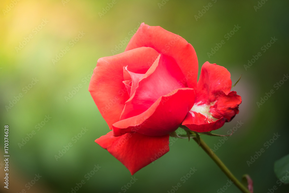 The background image of the colorful flowers The background image of the colorful flowers